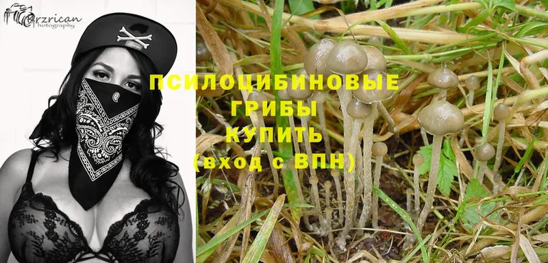 мега   Дзержинский  Псилоцибиновые грибы Psilocybe 